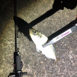 ワインド不発からアジング