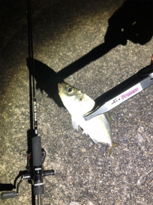 ワインド不発からアジング