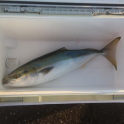 朝まずめ青物ゲーム