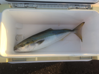 朝まずめ青物ゲーム