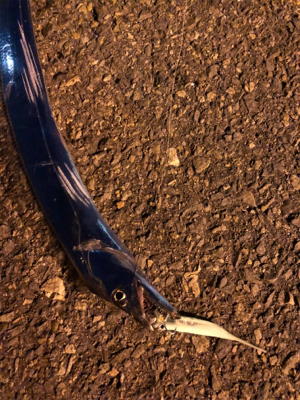 タチウオと戯れる週末