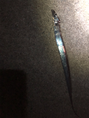 今日は今ふたつ(´༎ຶོρ༎ຶོ`)