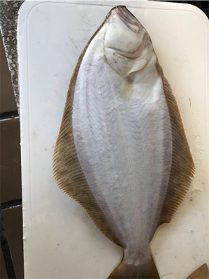 初めてのヒラメ