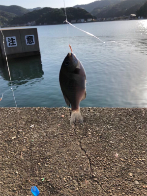 エギングのはずが