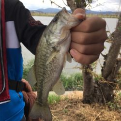 琵琶湖 バス釣り
