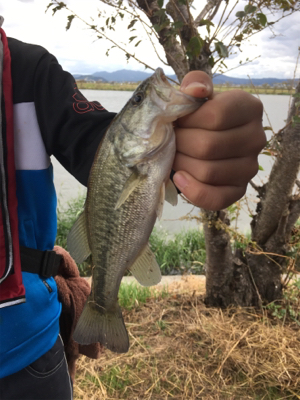 琵琶湖 バス釣り