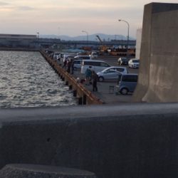 マリンピア沖洲のタチウオ