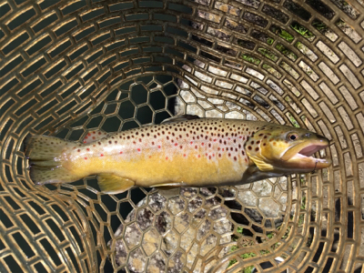 千早川マス釣り場