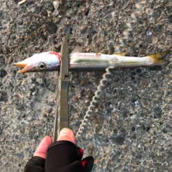 日中のライトゲーム