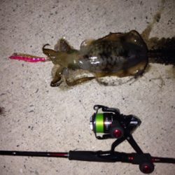 アオリイカ500g前後