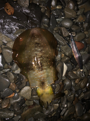 シャローエギング