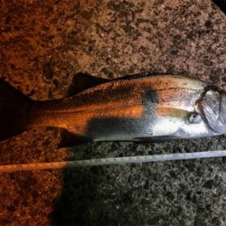 アジングロッドでヒラスズキ!