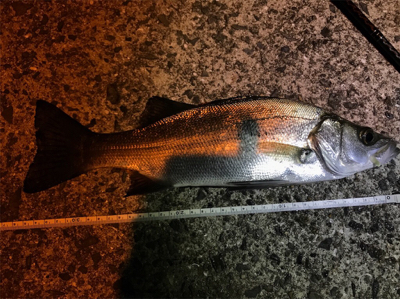 アジングロッドでヒラスズキ！