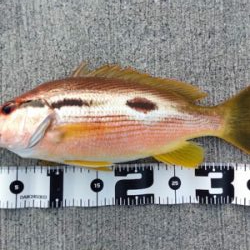 ショアジギングはスロー系