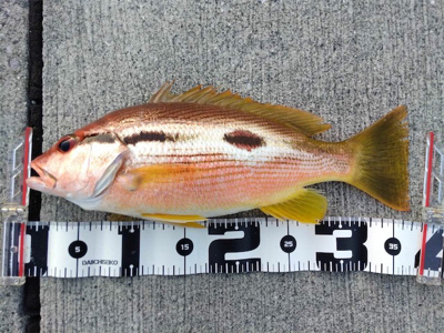 ショアジギングはスロー系