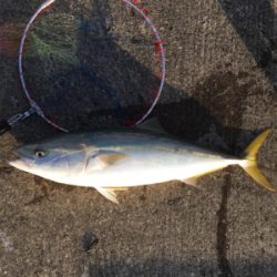 はじめてのブリ 90cm!