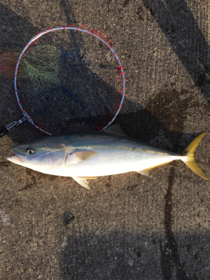 はじめてのブリ 90cm!