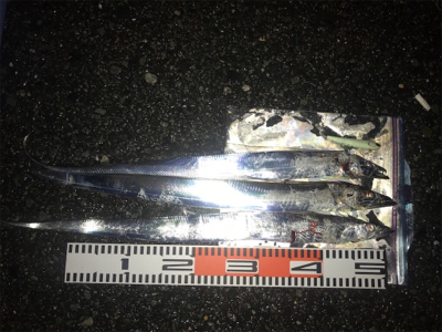 陸式アンチョビミサイルマン