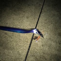 雨ときどきタチウオ‼︎