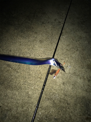 雨ときどきタチウオ‼︎