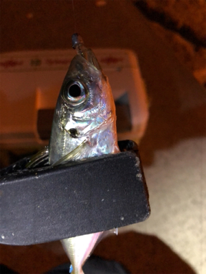 爆風豆アジング！