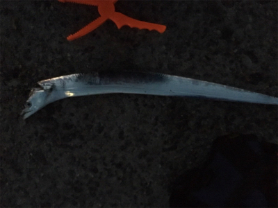 やや渋い中でのタチウオ！