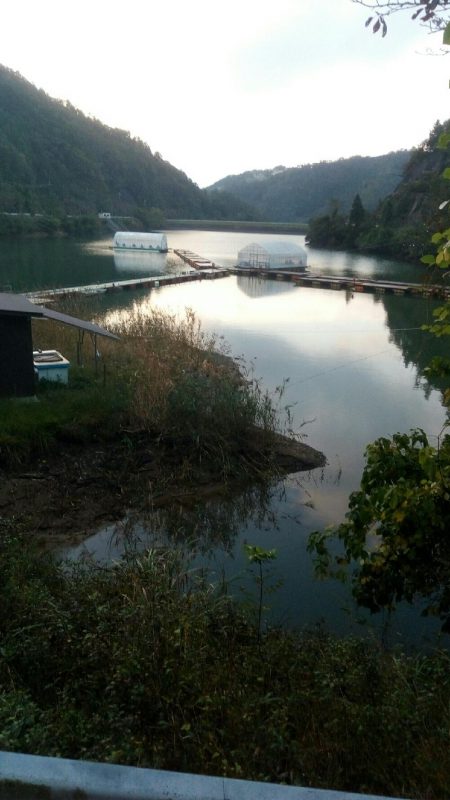 佐仲ダム　ワカサギ