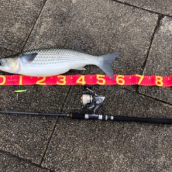 ベイト、青物どこに？