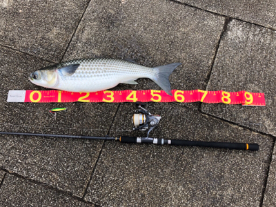 ベイト、青物どこに？