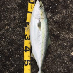 ショアジギ ノマセの二本立て