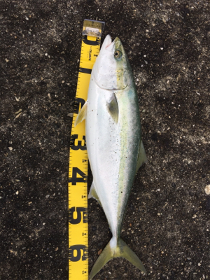 ショアジギ ノマセの二本立て