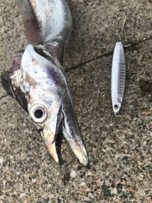 渋太刀からメジロバイバイ