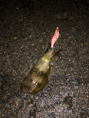 目の覚める一撃^_^ビックリサイズゲット^…