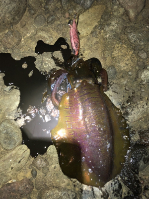 月がとっても丸いから〜