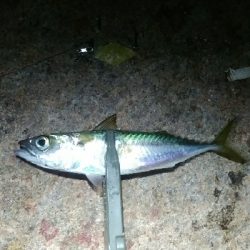 サバ、太刀魚多め