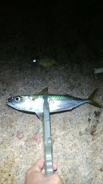 サバ、太刀魚多め