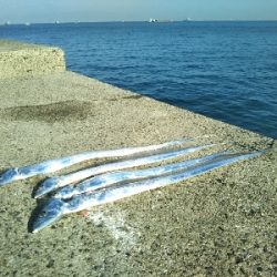 青物はいません