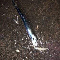 檄シブでも何とか1匹!