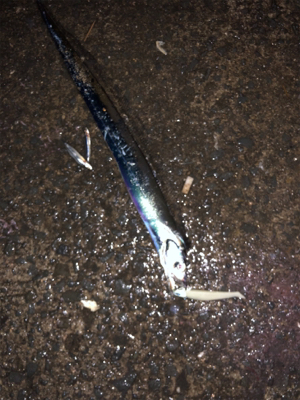 檄シブでも何とか1匹！