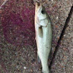 呑ませで初青物ならず