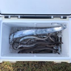 短時間アナゴ釣り