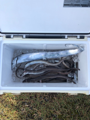 短時間アナゴ釣り