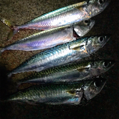 ルアー釣りでサバが！？