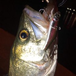 シーバス乱舞！