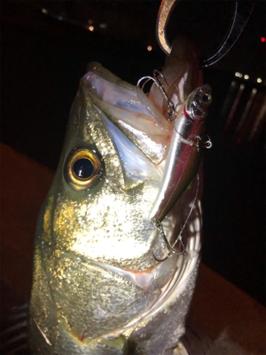 シーバス乱舞！