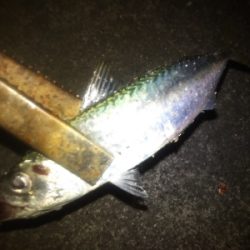 アジング楽し♪