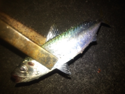 アジング楽し♪