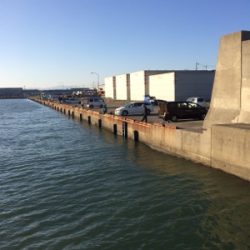 マリンピア沖洲のタチウオ