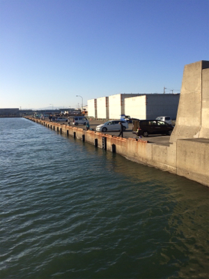 マリンピア沖洲のタチウオ