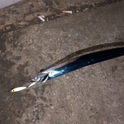 マイクロジギングとジギングタチウオ